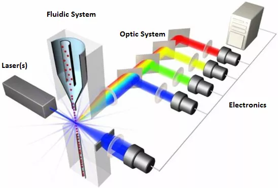 فلوسایتومتری: اصول اساسی و برنامه های کاربردی 1583