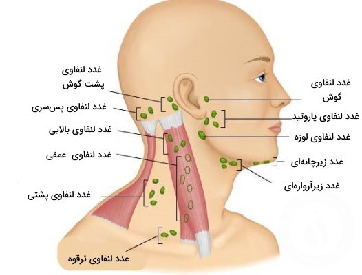 پیوند سلول‌های بنیادی برای نوج...