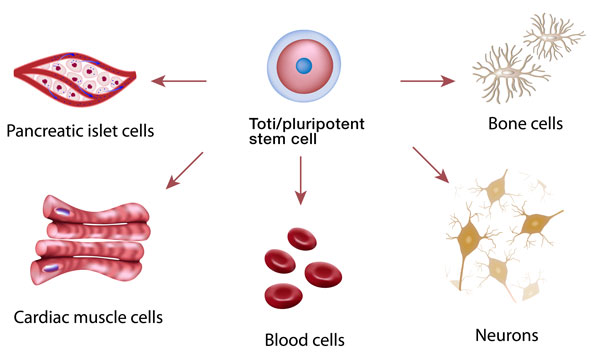 Embryonic stem cells