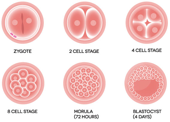 valuable stem cells